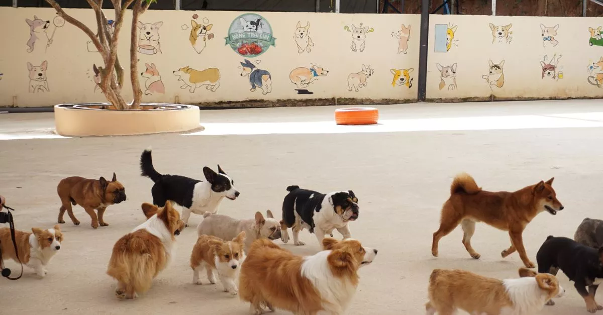 Happy Hound Haven Chicago