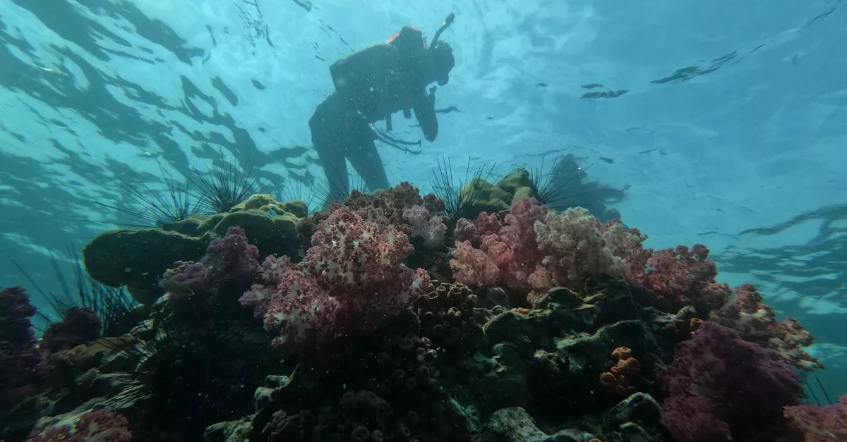 Underwater Safaris