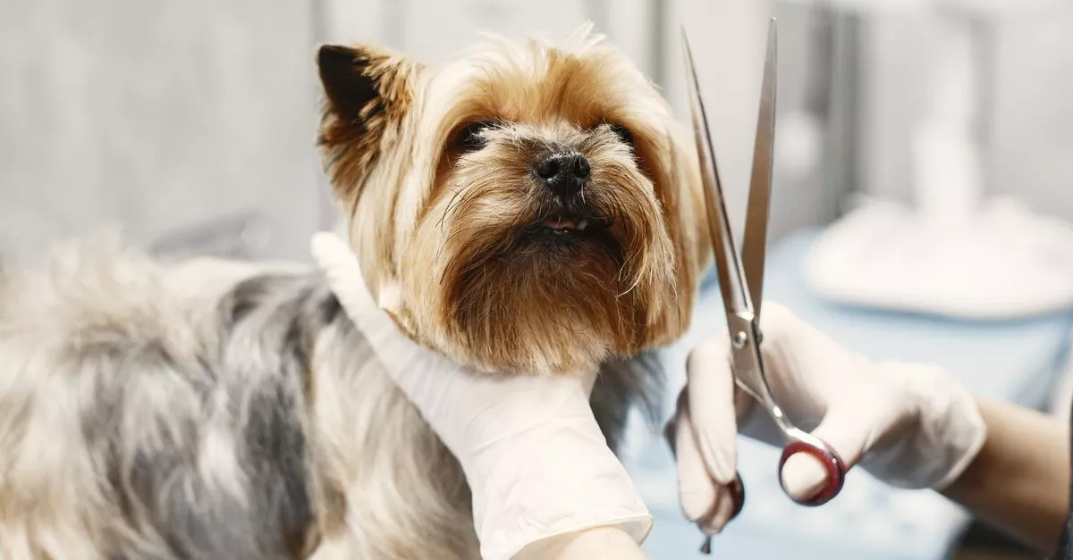 Midwest Canine Choppers Inc