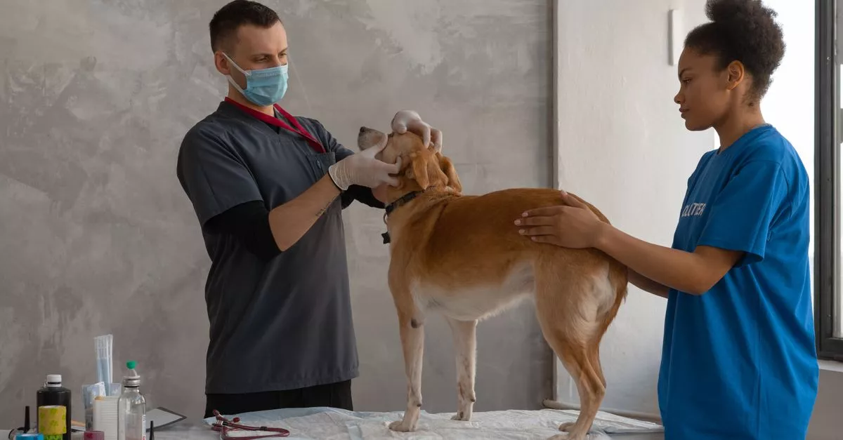 Auburn Animal Hospital