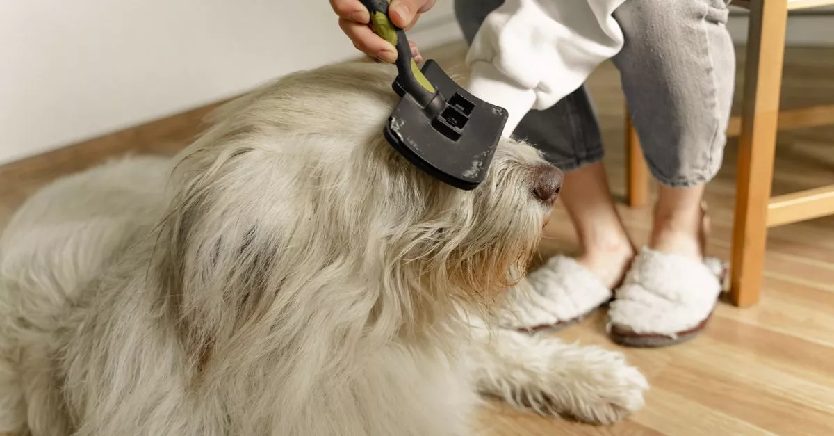 The Grooming Gallery