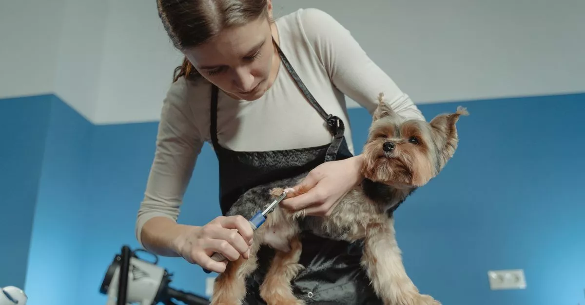 Pets-Chicago