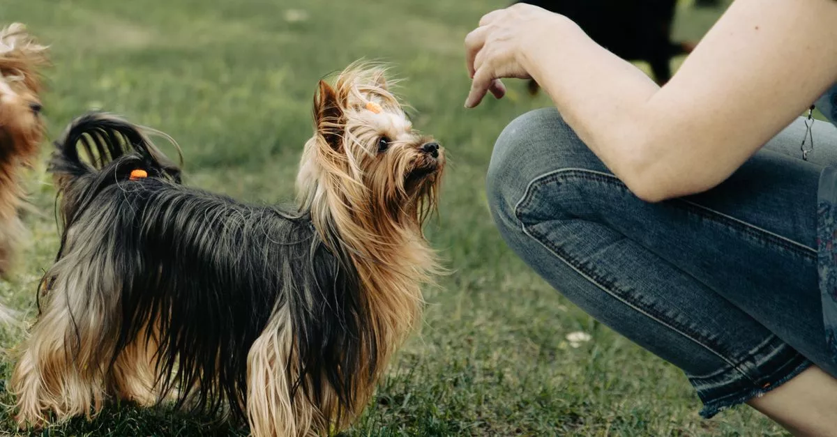 Off Leash Canine