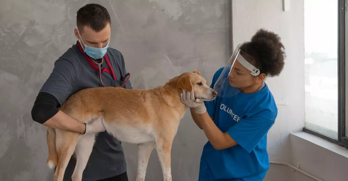 MedVet Chicago