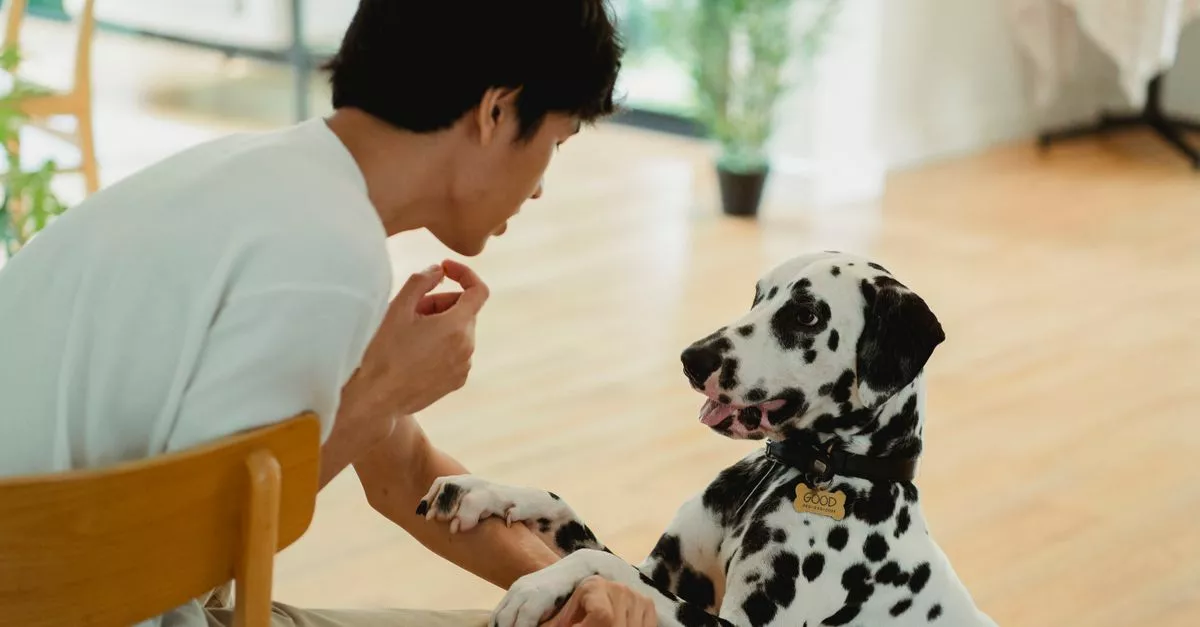 AnimalSense Canine Training and Behavior