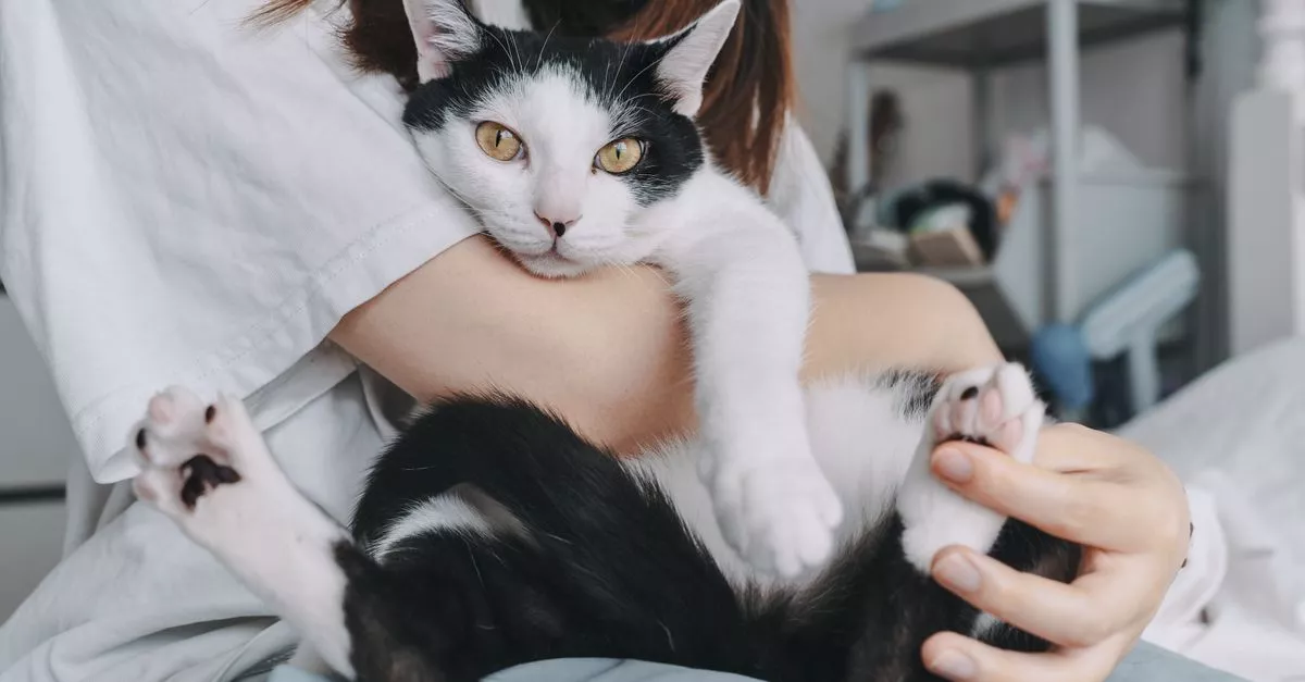 Shirley's Pet Project