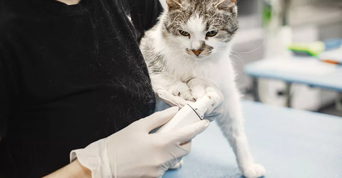 Trophy Paws Pet Grooming