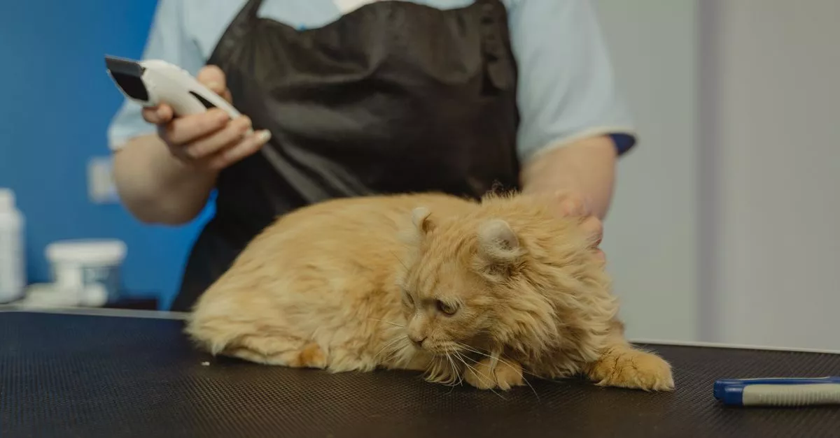 Jackie’s Grooming Stylez