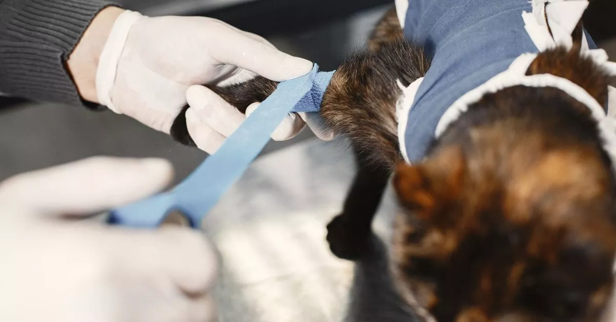 Pulaski Animal Hospital