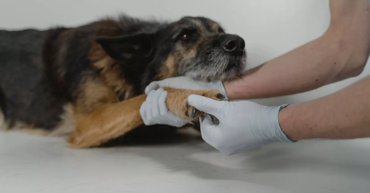 Bond Vet