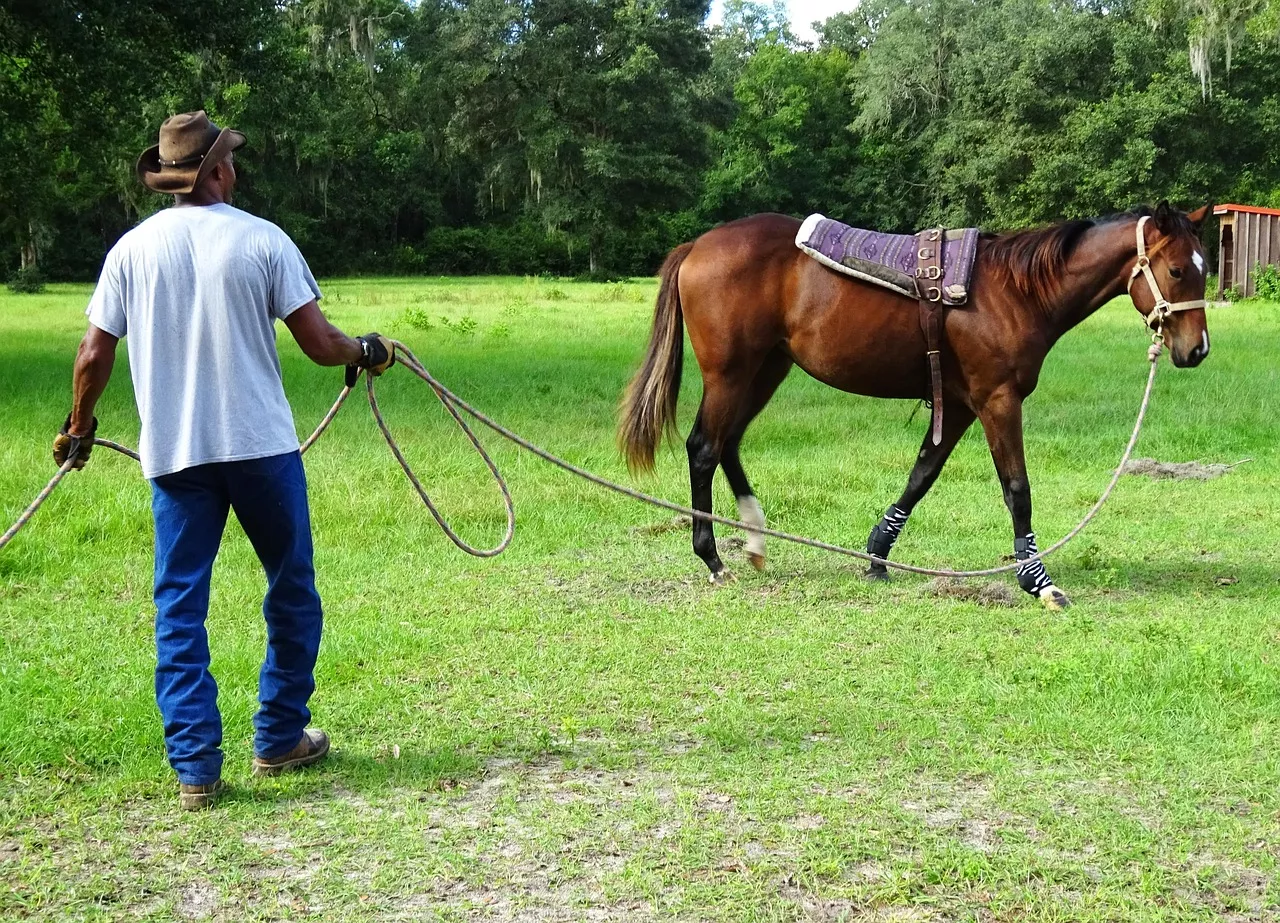 Holistic Equestrian LLC