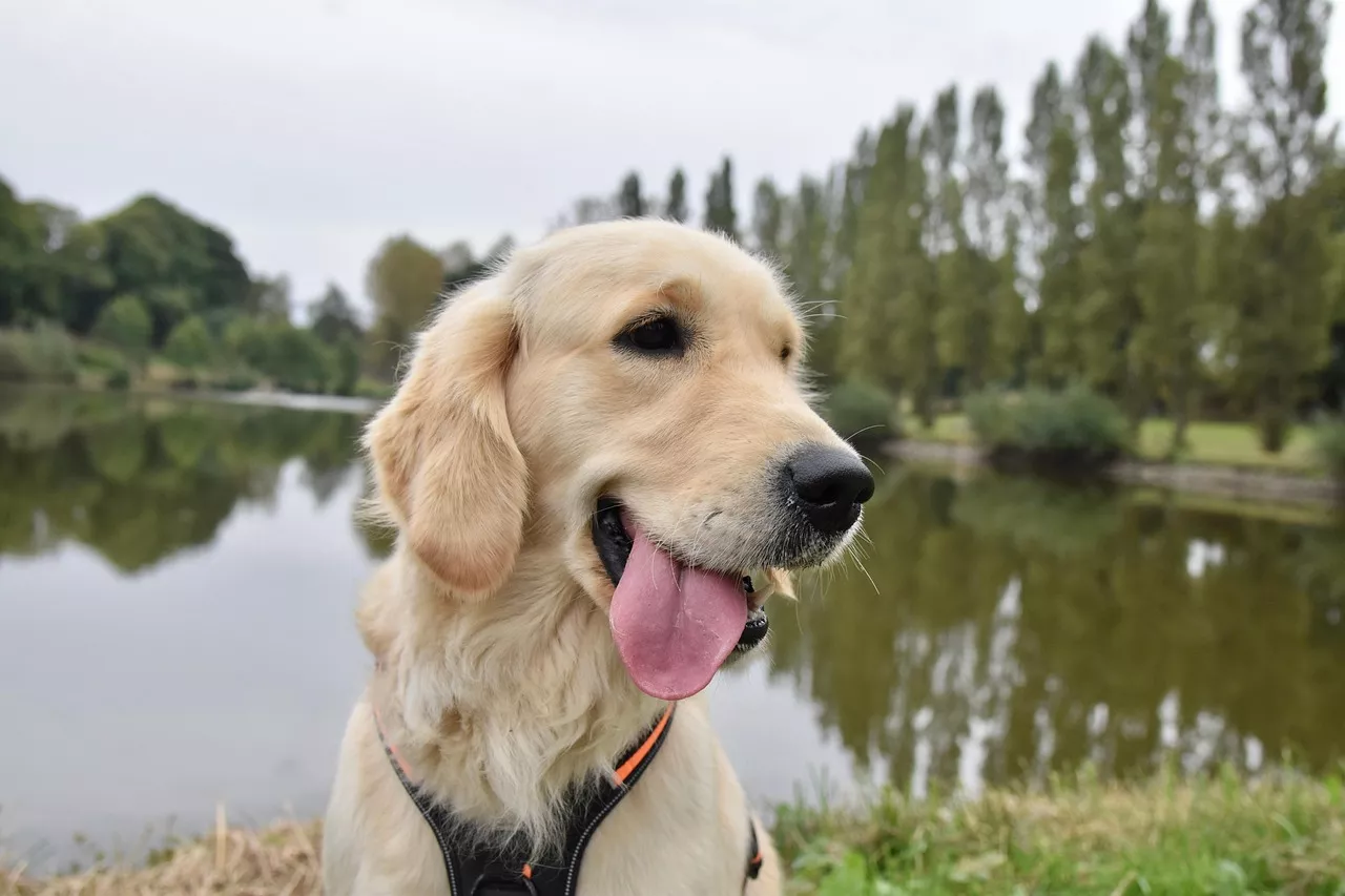 Petraits Pet Photography